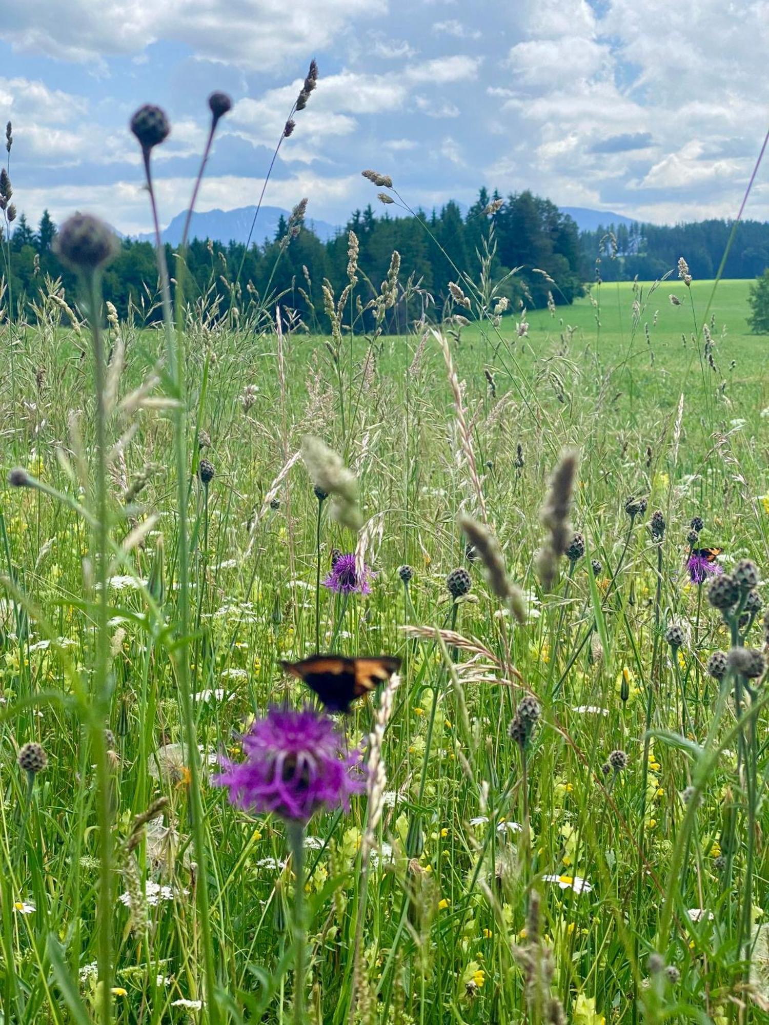 "Allgaeu-Herzl" Alpenchalet Fuer Zwei Ruckholz Buitenkant foto